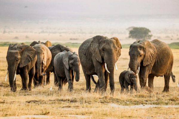 amboseli-elephant-herd-kenya-safari