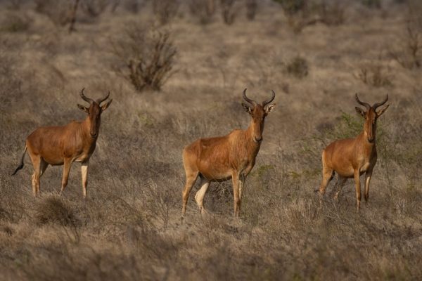 antelope-safari-tsavo-west
