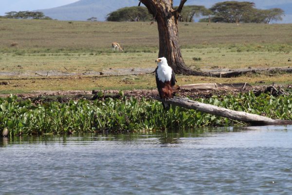 bird-watching-photography-lake-naivasha