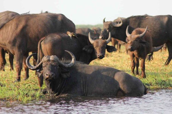 buffalo-africa-safari-dusk-wilderness