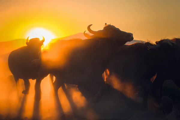 buffalo-sunset-african-wilderness buffalo-sunset-african-wilderness