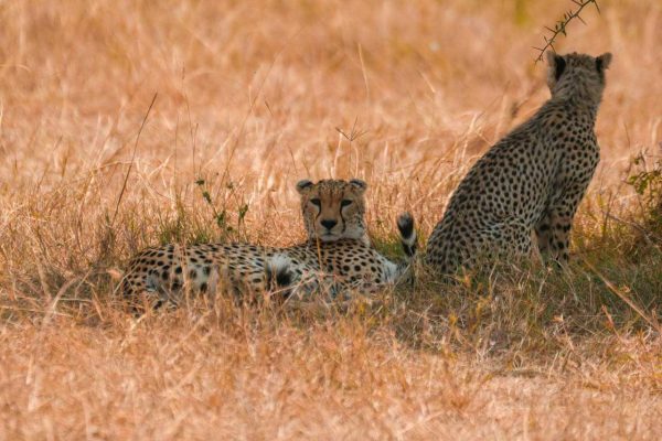 cheetah-african-safari-kenya-wildlife