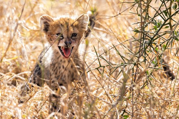 cheetah-cub-tsavo-west