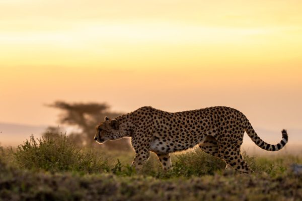 cheetah-dusk-hunting-kenya-amboseli