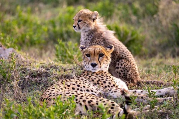 cheetah-mother-cub-dusk-wilderness