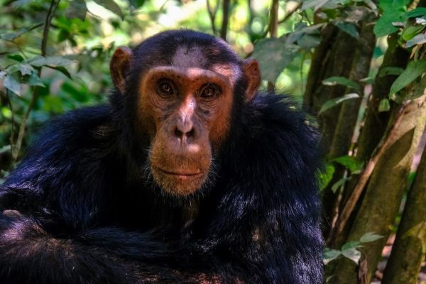 chimpanzee-kenya-ol-pejeta-northern-kenya-tour