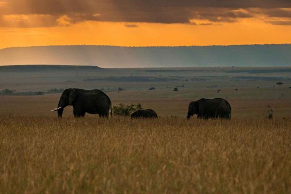 elephant-family-golden-hour-dusk-wilderness