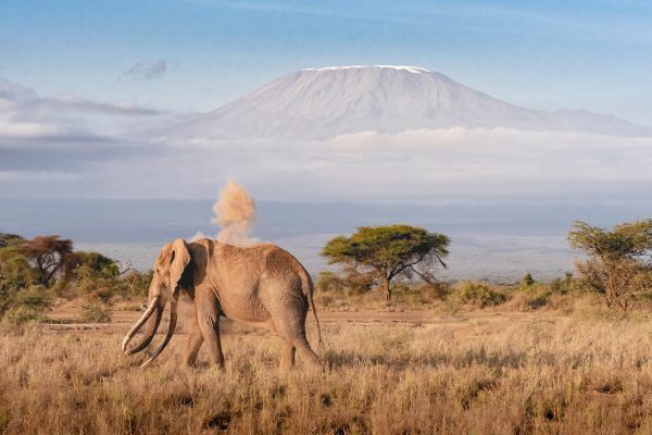 elephant-mount-kenya-safari-tour