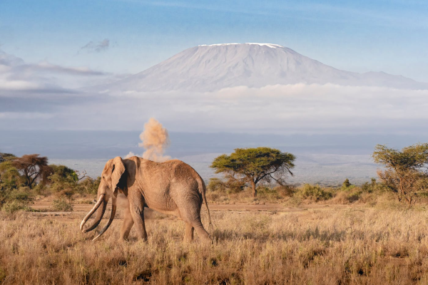 elephant-mount-kenya-safari-tour.webp
