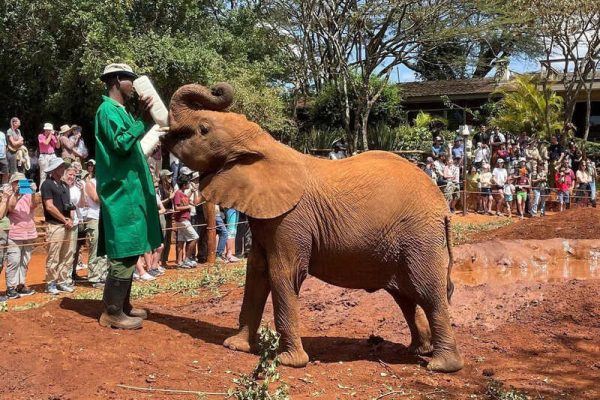 elephant-orphanage-nairobi