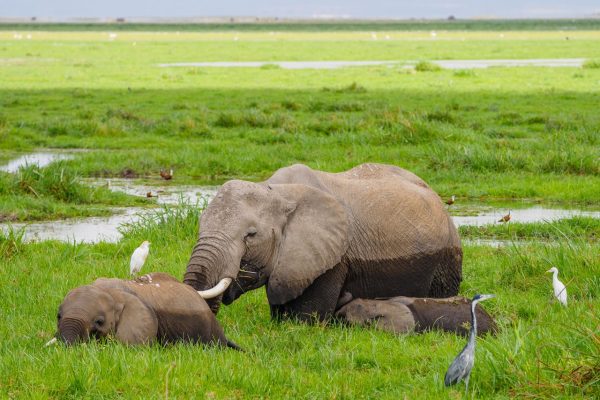 elephant-swamp-amboseli-kenya-safari