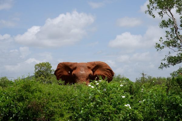 elephant-trees-tsavo-west-kenya