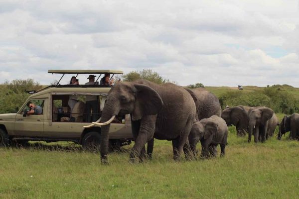 elephants-near-guests-kenya-dusk-wilderness