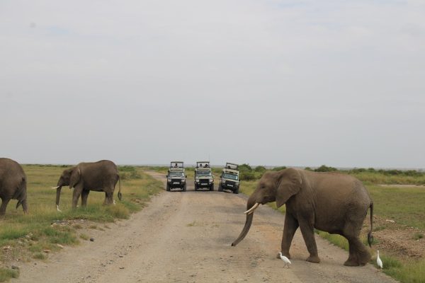 elephants-past-guests-amboseli-national-park