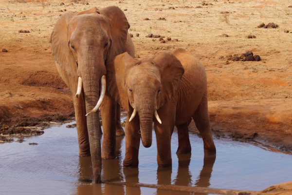 elephants-tsavo-water-hole