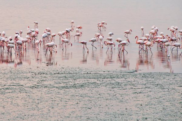 flamingo-amboseli-national-park-kenya