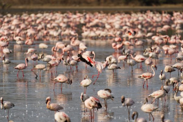 flamingo-safari-lake-nakuru-dusk-wilderness