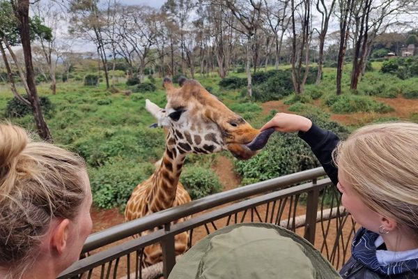 giraffe-centre