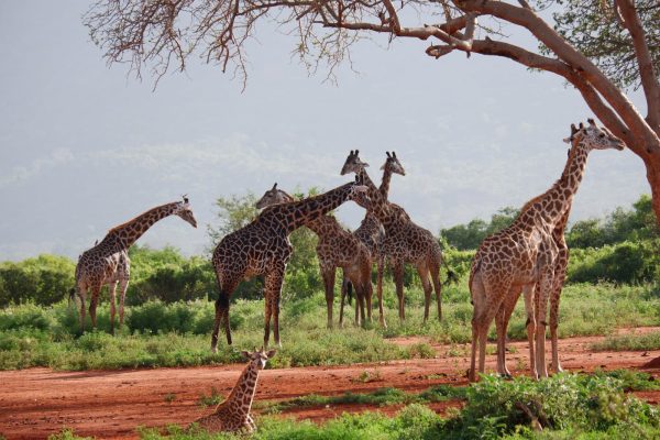 giraffe-kenya-safari-photography
