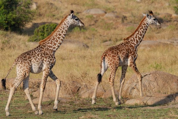 giraffes-kenya-mara-safari