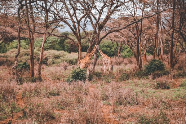 giraffes-lake-nakuru-kenya-safari