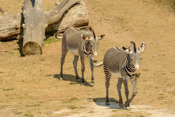 grevys-zebra-kenya-tour-wilderness