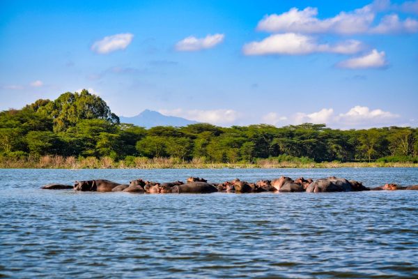 hippo-lake-naivasha
