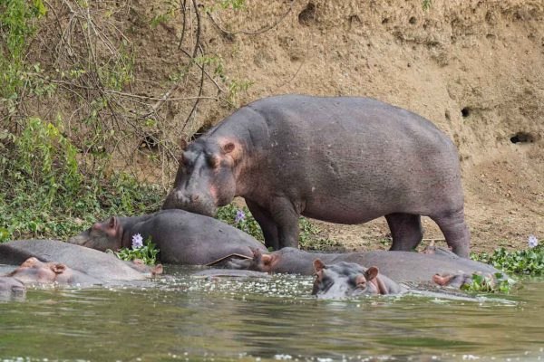hippo-masai-mara-dusk-wilderness