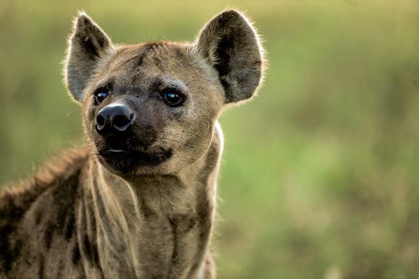 hyena-masai-mara-kenya-safari