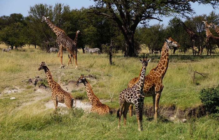 kenya-giraffes-wilderness