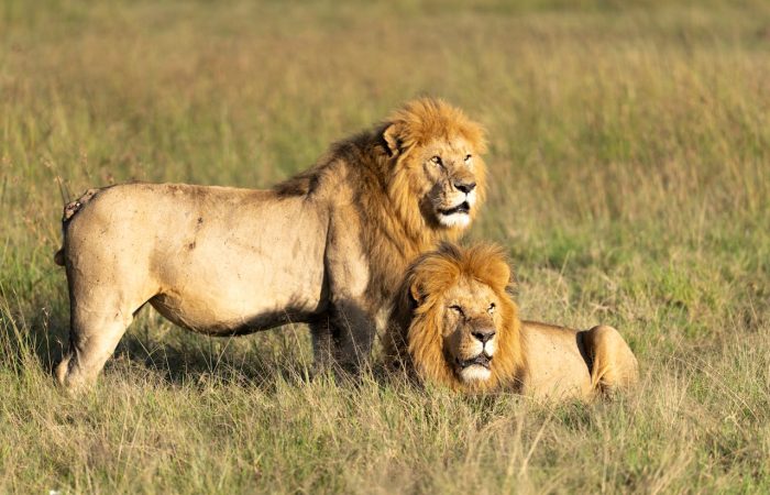 kenya-lions-masai-mara-tour