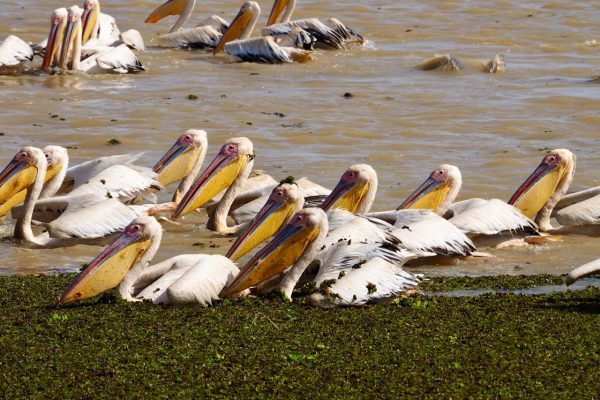 lake-naivasha-pelican-dusk-wilderness-safaris