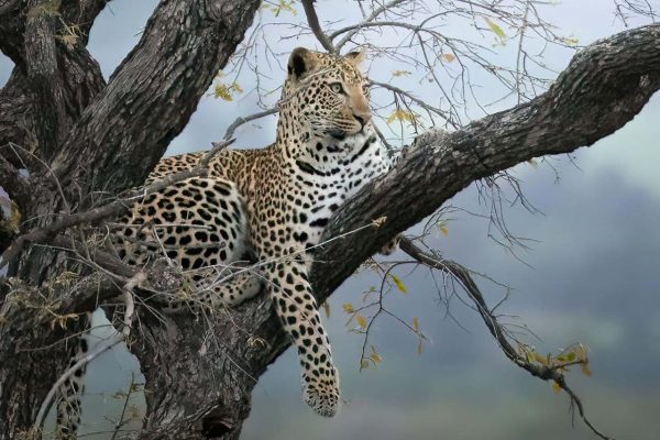 leopard-kenya-tour-wildlife-safari leopard-kenya-tour-wildlife-safari