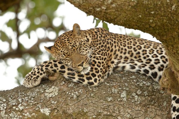 leopard-resting-tree-masai-mara