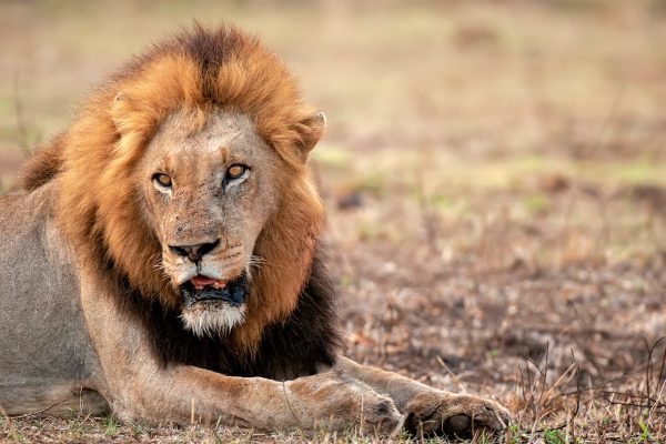 lion-dark-mane-masai-mara