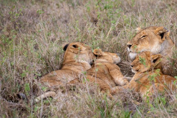 lion-kenya-safari