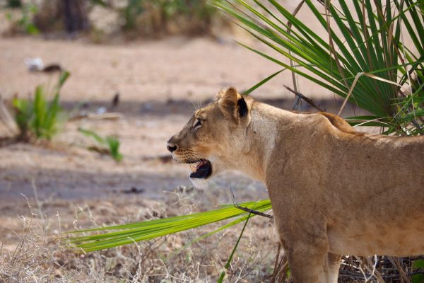 lion-safari-kenya-samburu