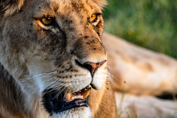 lion-up-close-masai-mara-kenya-safari