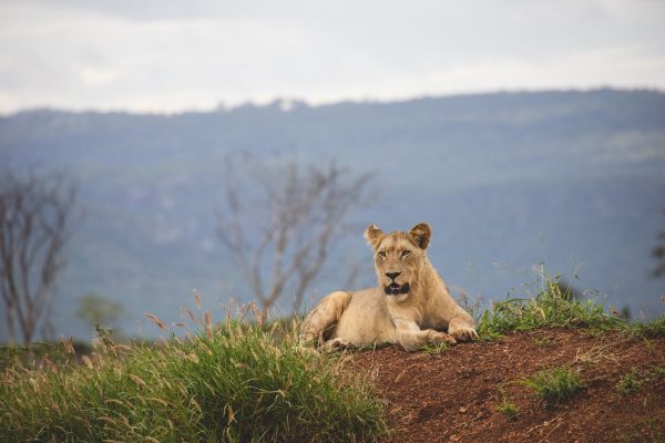lioness-kenya-tour-dusk-wilderness-safaris