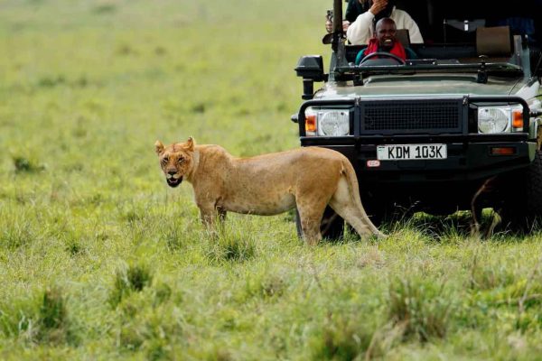 lioness-safari-experience-dusk-wilderness