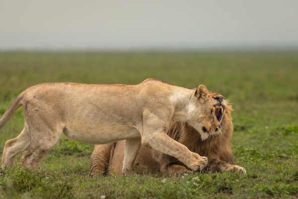 lions-kenya-tour-wildlife