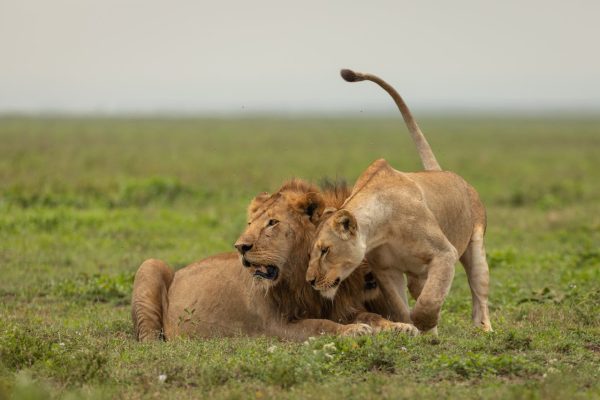 lions-playing-masai-mara-kenya-safari