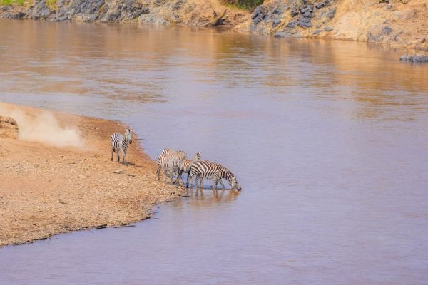 mara-river-sightings-kenya-wilderness-safari