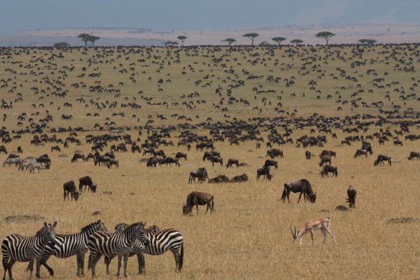 masai-mara-wildebeest-migration