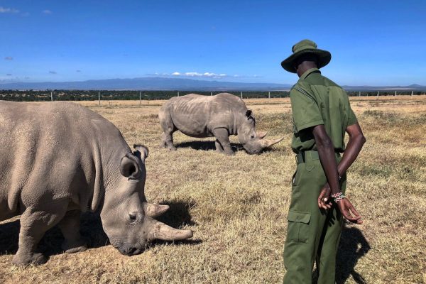 ol-pejeta-rhino-kenya-tour-dusk-wilderness