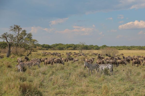 ol-pejeta-wildlie-kenya-safari