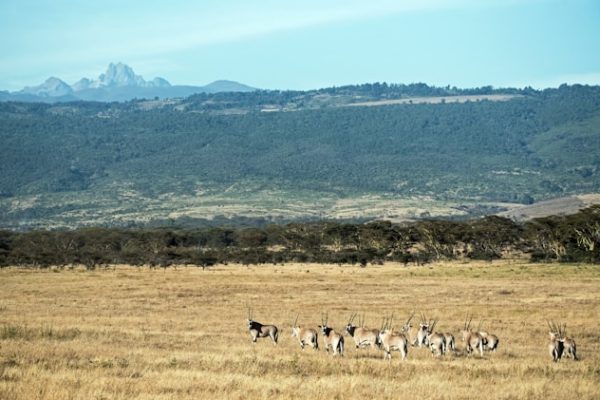 oryx-mount-kenya-background