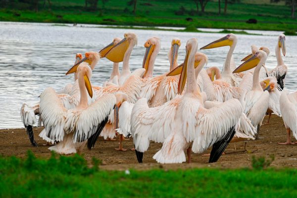 pelicans-lake-naivasha=kenya