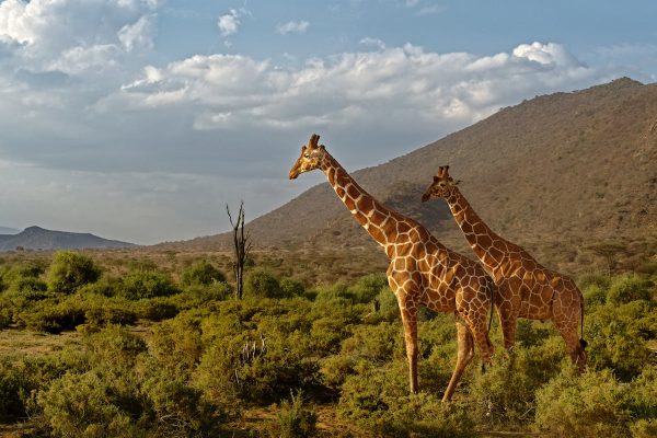 reticulated-giraffe-samburu-kenya-tour