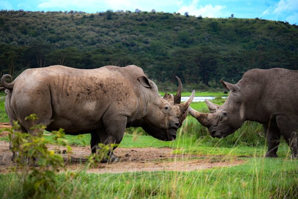 rhino-safari-lake-nakuru-kenya-dusk-wilderness